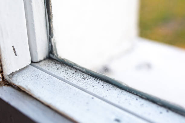 Reliable Del Rio, TX Mold Removal Solutions